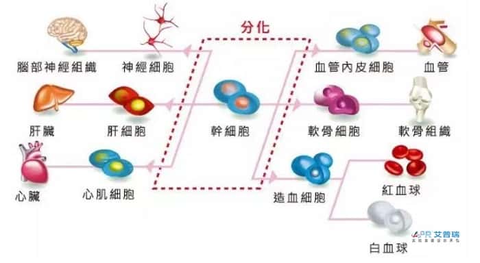 干细胞实验室布局怎么设计？